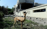 A gazelle stands in bombed out ruins