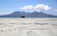 A cow stands on the beach on Eigg