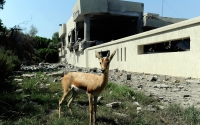 A gazelle stands in bombed out ruins