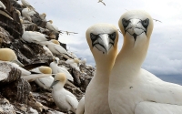 Bass Rock Ganets, 2014
